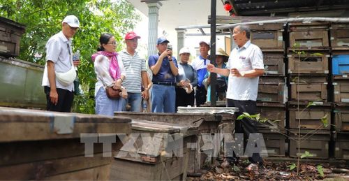 Ông Lê Thành Phương giới thiệu về quy trình nuôi và sản xuất mật ong với du khách. Ảnh: Nguyễn Hằng - TTXVN