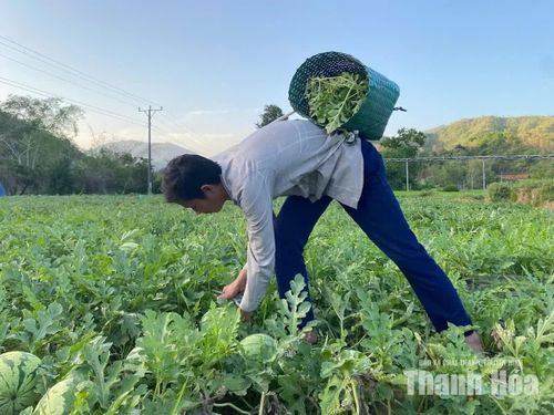 Anh Lộc Văn Ày, bản Cang, trở về với công việc nương rẫy sau cai nghiện.