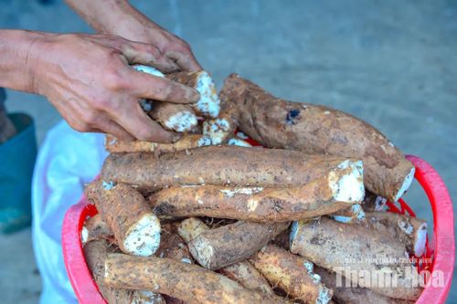 Từ người đi đào, người sơ chế đến cơ sở chế biến, củ mài đang tạo ra một chuỗi sinh kế nhỏ ở vùng cao. Với nhiều hộ dân đồng bào Mông, đây là khoản thu nhập tranh thủ lúc nông nhàn, nhưng lại đang góp phần cải thiện đời sống, giúp người dân thoát nghèo.