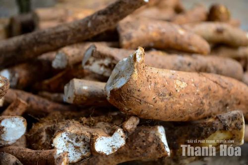Từ một dây mài trên mặt đất, người đi rừng phải xác định vị trí củ nằm bên dưới. Có củ nằm sâu tới 2-3m, khiến việc đào tìm không khác gì một cuộc “săn” dưới lòng đất.