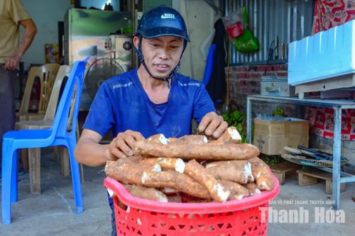 Ông Sung Văn Sính (38 tuổi), bản Cặt, xã Nhi Sơn chia sẻ, mỗi ngày từ khoảng 6 giờ sáng mang theo cơm nắm đi đào củ mài đến chiều tối mới về. Mỗi ngày đào được khoảng 25kg và với giá thu mua dao động khoảng 22 đến 25 ngàn đồng/kg, ông Sính đã có thu nhập bình quân khoảng 500 ngàn đồng.