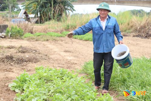 Phân hữu cơ vi sinh không chỉ nhiều dinh dưỡng mà còn phục hồi hệ vi sinh vật có lợi trong đất. TRONG ẢNH: Nông dân bón phân hữu cơ vi sinh cho cây trồng. Ảnh: HỮU ANH