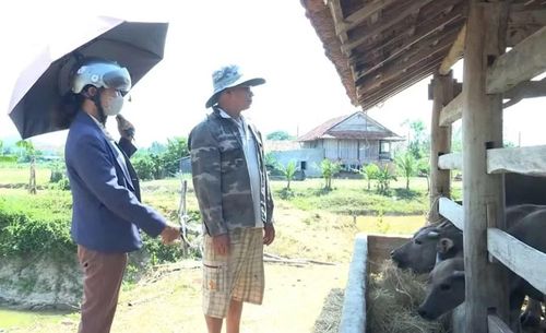  Chính quyền xã Tơ Tung định hướng phát triển đàn trâu theo hướng hàng hóa, bền vững. Ảnh: N.S 