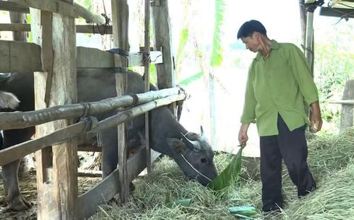  Thôn Cao Sơn (xã Tơ Tung) đang duy trì, phát triển tốt nghề nuôi trâu sinh sản. Ảnh: N.S 