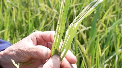 Cánh đồng lúa mùa xã Xuân Ái đang bước vào giai đoạn làm đòng, trỗ, người dân chủ động chăm sóc và phòng trừ sâu bệnh.