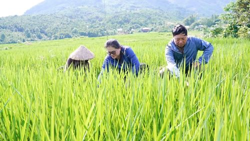 Cán bộ Trung tâm Dịch vụ tổng hợp xã Mỏ Vàng kiểm tra đồng ruộng, kịp thời phát hiện và hướng dẫn người dân phòng trừ sâu bệnh hại lúa.