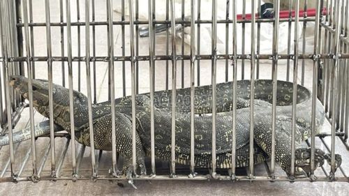 Cá thể kỳ đà hoa được bàn giao.