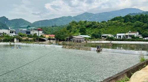 Diện tích ao, hồ là lợi thế để người dân xã Cốc San phát triển nuôi trồng thủy sản.