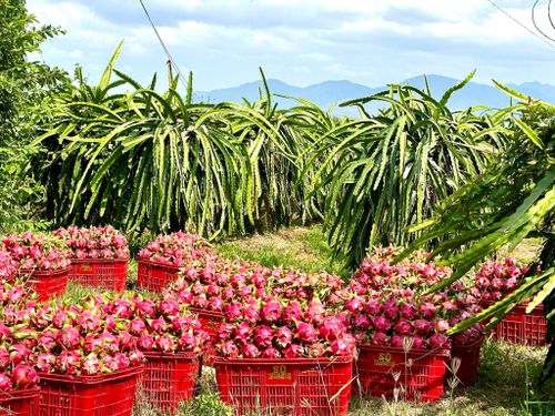 Thanh long sau thu hoạch được tập trung chờ thương lái