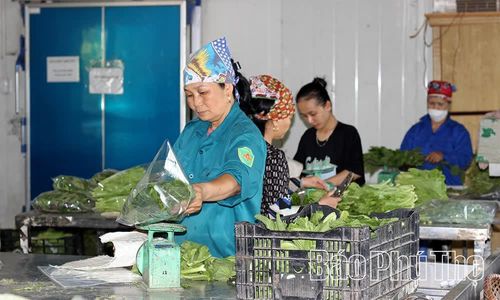 Thông qua HTX, những nông dân Tứ Xã trở thành những "Công nhân làm nông nghiệp".