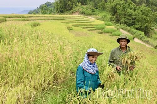Đặc sản gạo nếp Trứng Khe đạt chuẩn OCOP 3 sao được sản xuất ở những khu ruộng bậc thang 1 vụ, có nguồn nước lạnh tự nhiên và đất giàu khoáng chất của vùng Miền Đồi - xã Thượng Cốc.