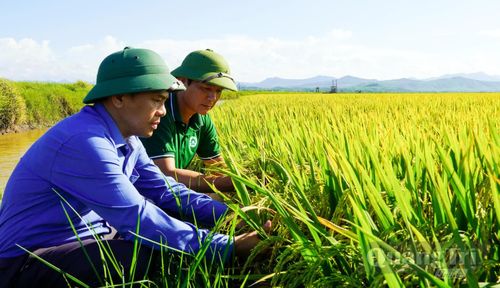 Năng suất lúa dự kiến đạt khoảng 59-60 tạ/ha - Ảnh: N.H
