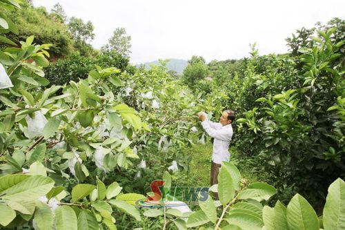 Thành viên HTX Nông nghiệp Hoàng Sơn, xã Chiềng Sơn chăm sóc cây ăn quả.