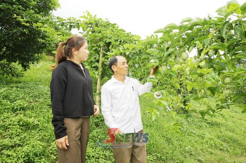 Vườn trồng cây chanh leo của HTX Nông nghiệp Hoàng Sơn.