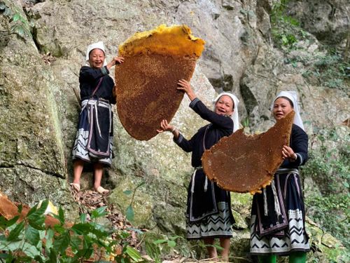 Người Hoài Khao bảo vệ nơi ong khoái làm tổ và chỉ thu sáp sau khi đàn ong rời đi.