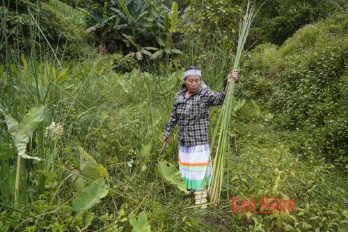 Bà Giàng Thị Thông đã 37 năm gắn bó, chăm chút từng khóm cói và gìn giữ nghề đan chiếu truyền thống của gia đình.