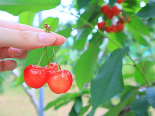 Công việc thu hái cherry Sato Nishiki được thực hiện bằng tay và phải thật khéo léo để tránh trái bị hư hỏng. (Ảnh: Yamagata)