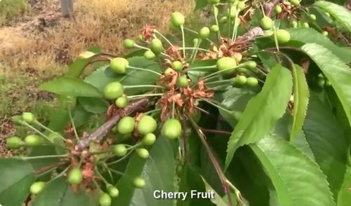 Trái cherry cần khoảng 3 tháng để chín và có thể thu hoạch. (Ảnh chụp màn hình: Noal Farm)