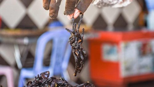 Món nhện đen không chỉ có hương vị thơm ngon mà còn bổ dưỡng. (Ảnh: iStock)