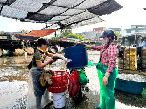 Tiểu thương đến lấy cá tại chợ tạm Yên Sở từ sáng sớm. Ảnh: Trần Oanh.