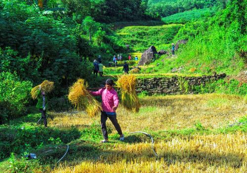 Nông dân gánh những bó lúa vừa thu hoạch, mang theo niềm vui về một mùa vàng no ấm