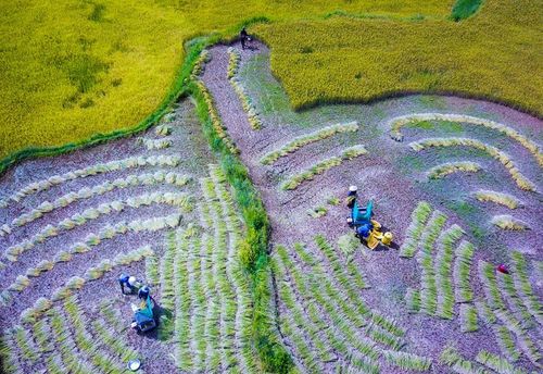 Những hàng lúa vừa được máy cắt xong trải đều trên cánh đồng Sơn Kỳ, tạo nên khung cảnh mùa gặt rộn ràng nơi miền sơn cước qua ống kính của Nghệ sĩ nhiếp ảnh Đoàn Vương Quốc