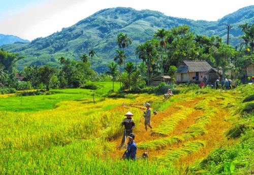 Khung cảnh yên bình của mùa lúa chín mang đến cho du khách cảm giác thư thái, nhẹ nhàng