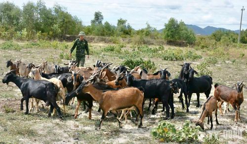 Ngoài chăn nuôi bò, đơn vị còn tận dụng đồng cỏ tự nhiên để nuôi dê. 