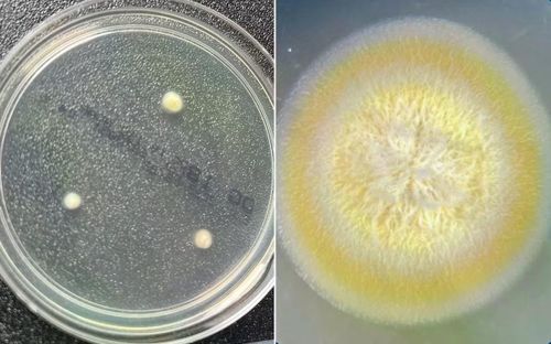 Nấm Pseudogymnoascus phát triển trong môi trường khắc nghiệt ở Nam Cực.