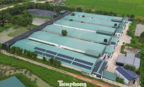 Trang trại vịt của Công ty TNHH Grimaud bị người dân phản ánh gây ô nhiễm.