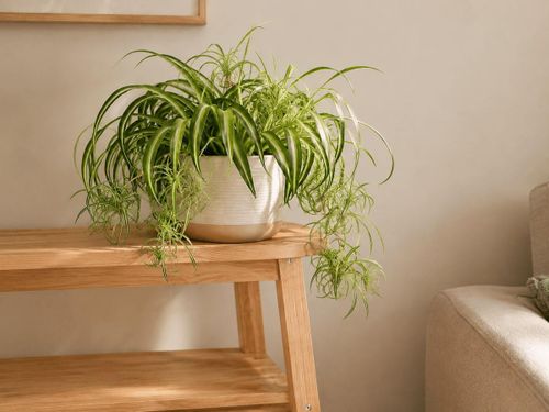 Cây dây nhện trang trí phòng khách.