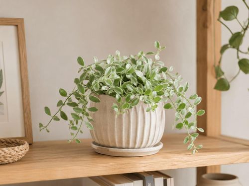 Lan hạt dưa được xác nhận cây không độc đối với chó, mèo.