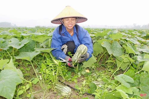 Đánh thức tiềm năng đất đai, xã Mai Hoa đang mở hướng làm giàu bền vững cho người dân.