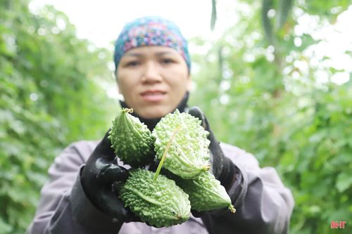 Mạnh dạn trong sản xuất đã giúp người dân xã Mai Hoa có nguồn thu nhập ổn định.