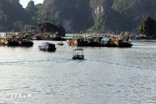 Các tàu đỗ trên cảng cá Hạ Long. (Ảnh: Thanh Vân/TTXVN)