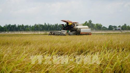 Nông dân ở vùng đầu nguồn của tỉnh Đồng Tháp tất bật thu hoạch vụ lúa Hè thu để chuẩn bị đón mùa nước nổi. Ảnh: Nhựt An - TTXVN