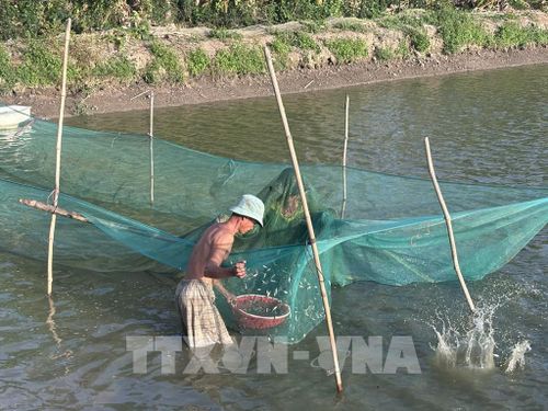 Hiện tỉnh Đồng Tháp cung ứng khoảng 30 tấn cá linh non đầu mùa nước nổi. Ảnh: Hồng Nhung - TTXVN