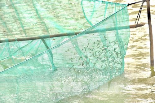 Giá cá linh non hiện dao động từ 110.000 - 130.000 đồng/kg. Ảnh: Hồng Nhung - TTXVN