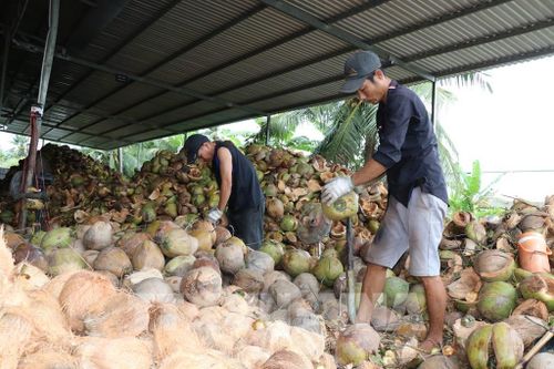 Lao động thực hiện công đoạn lột dừa phục vụ chế biến các sản phẩm dừa hữu cơ xuất khẩu tại Hợp tác xã Nông nghiệp Dịch vụ Thương mại Vạn Hưng, xã Bình Phú, tỉnh Vĩnh Long. Ảnh: Thanh Hòa - TTXVN