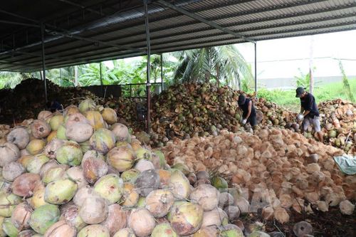 Lao động thực hiện công đoạn lột dừa phục vụ chế biến các sản phẩm dừa hữu cơ xuất khẩu tại Hợp tác xã Nông nghiệp Dịch vụ Thương mại Vạn Hưng, xã Bình Phú, tỉnh Vĩnh Long. Ảnh: Thanh Hòa - TTXVN