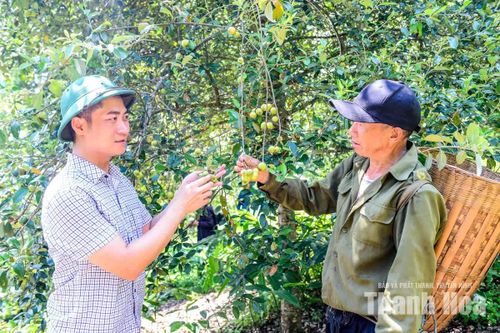 Trong chuyến đi lên đỉnh Pù Ngùa, thăm mô hình trồng táo mèo của ông Thao Nọ Gia, Bí thư Đảng ủy xã Pù Nhi Đoàn Văn Trường (bên trái ảnh) cho biết, đây là một trong những mô hình thoát nghèo hiệu quả của đồng bào người Mông ở Pù Nhi.