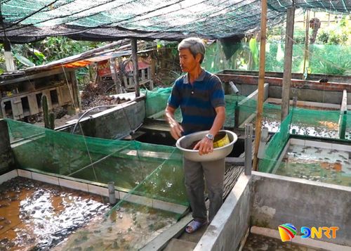 Mô hình nuôi tổng hợp ốc bươu đen, ếch và cá của ông Mai Trính cho thu nhập ổn định. Ảnh: MINH THÔNG