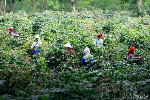 Xã Mường Ảng xác định sản xuất giảm phát thải là giải pháp quan trọng trong thực hiện chiến lược phát triển cây cà phê trên địa bàn. Ảnh: C.T.V