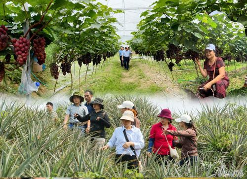 Một số mô hình sản xuất nông nghiệp gắn với du lịch trải nghiệm thu hút người dân và du khách.