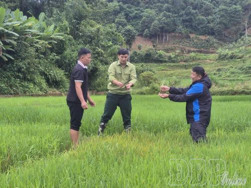 Cán bộ, người dân xã Nà Tấu kiểm tra tình hình sâu bệnh, lúa lạ trên địa bàn. Ảnh CTV