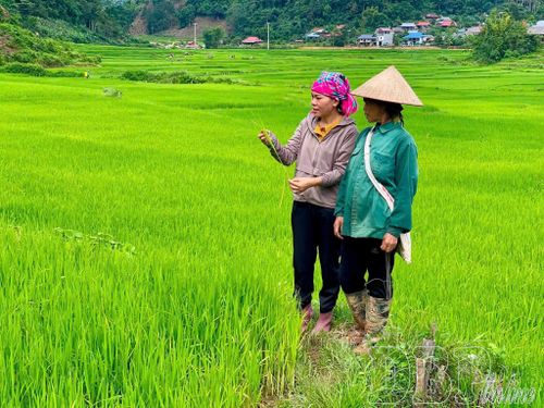 Người dân xã Mường Ảng kiểm tra tình hình sinh trưởng, phát triển cây lúa. Ảnh CTV