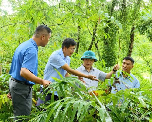 Ông Nguyễn Văn Thắng, Chủ tịch UBND xã Sín Thầu (người đội mũ) cùng cán bộ chuyên môn xã thăm mô hình trồng sa nhân tại bản A Pa Chải.
