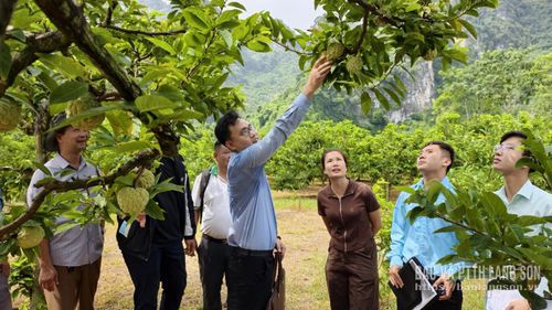 Mô hình trồng na tại xã Cai Kinh đem lại hiệu quả kinh tế cao cho người dân