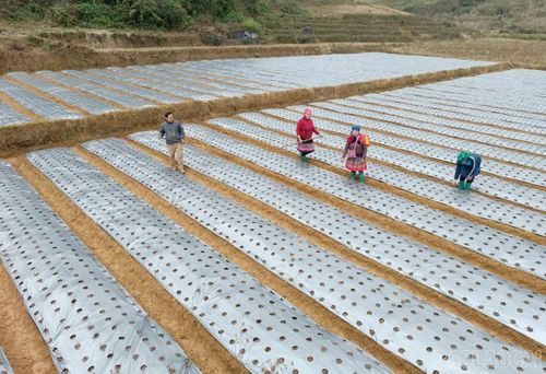 Nông dân xã Lùng Phình gieo trồng cây dược liệu.