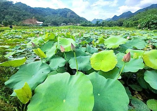 Ruộng sen của gia đình bà Hà Thị Tứ sinh trưởng, phát triển tốt.